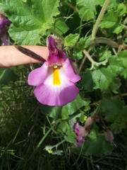 Proboscidea fragrans