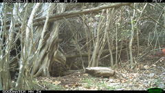 Cardinalis cardinalis