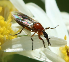 Dilophus stigmaterus