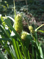 Carex typhina