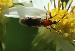 Dilophus stigmaterus