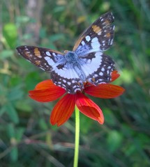Ariconias glaphyra