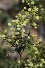 Acacia aspera