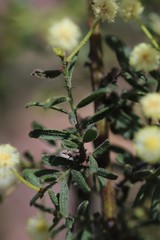 Acacia aspera