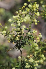Acacia aspera