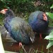 South Island Takahē - Photo (c) chrisc, some rights reserved (CC BY-NC)