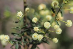 Acacia aspera