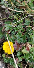 Potentilla crantzii