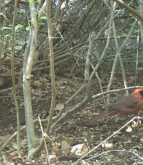 Cardinalis cardinalis