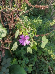 Malva sylvestris