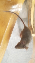 Mus musculus