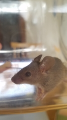 Mus musculus