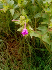 Mirabilis jalapa