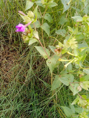 Mirabilis jalapa