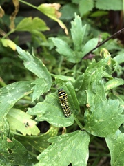 Papilio polyxenes