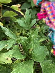 Papilio polyxenes