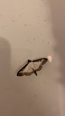 Cydalima perspectalis