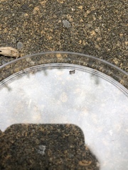 Formicidae