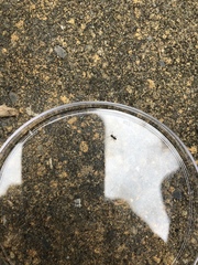 Formicidae