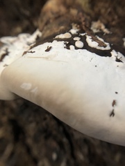 Fomitopsis pinicola