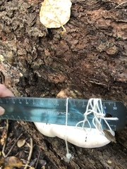 Fomitopsis pinicola
