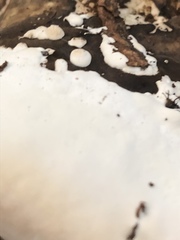Fomitopsis pinicola