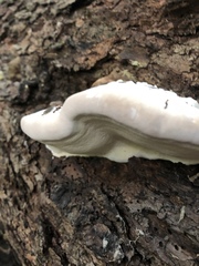 Fomitopsis pinicola