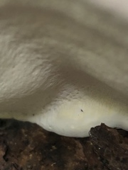 Fomitopsis pinicola