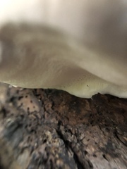 Fomitopsis pinicola