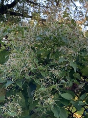 Clematis grata