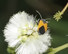 Melanopleurus bicolor
