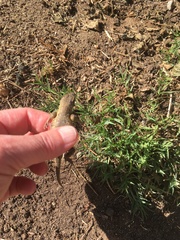 Sceloporus occidentalis