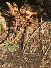 Sceloporus occidentalis