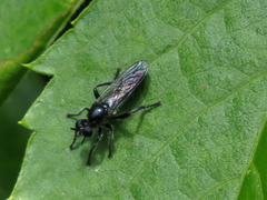 Laphria canis