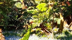 Sephanoides fernandensis