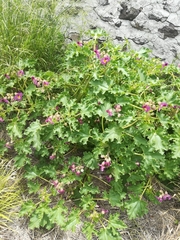 Proboscidea fragrans