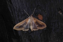 Diaphania fumosalis