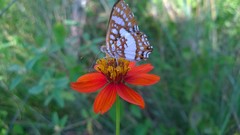 Ariconias glaphyra
