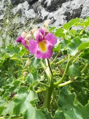 Proboscidea fragrans