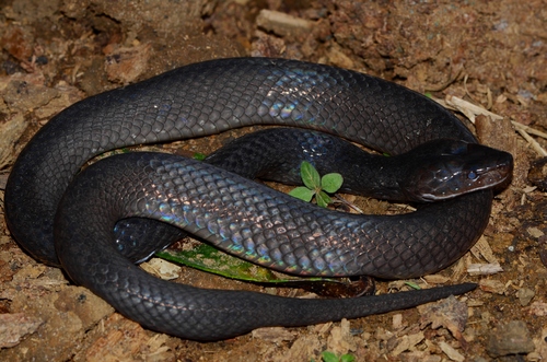 Günther's Black Snake