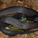 Günther's Black Snake - Photo no rights reserved, uploaded by Marius Burger