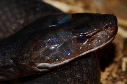 Günther's Black Snake