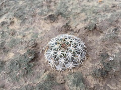 Coryphantha salinensis