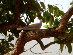 Streptopelia decaocto