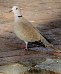 Streptopelia decaocto