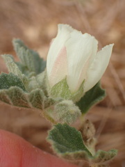 Malvella leprosa