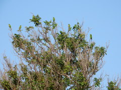 Psittacara chloropterus