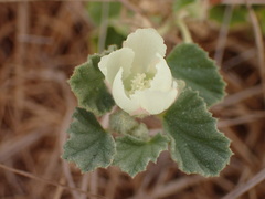 Malvella leprosa