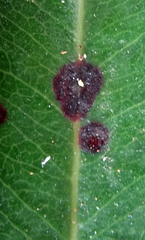 Blastacervulus metrosideri