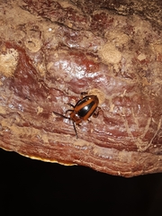 Aphorista vittata